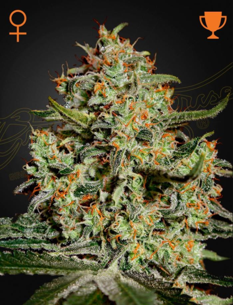 Big Bang - GREEN HOUSE SEEDS | TanieSianie.pl