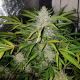 Amnesia Haze Auto | TanieSianie.pl
