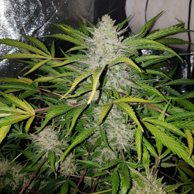 Amnesia Haze Auto | TanieSianie.pl