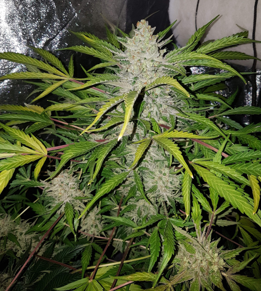 Amnesia Haze Auto | TanieSianie.pl
