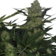 AK47 Auto | TanieSianie.pl