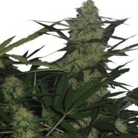 AK47 Auto | TanieSianie.pl