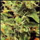 Big Bang - GREEN HOUSE SEEDS | TanieSianie.pl