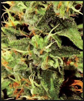 Big Bang - GREEN HOUSE SEEDS | TanieSianie.pl