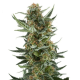 White Dwarf Auto | TanieSianie.pl