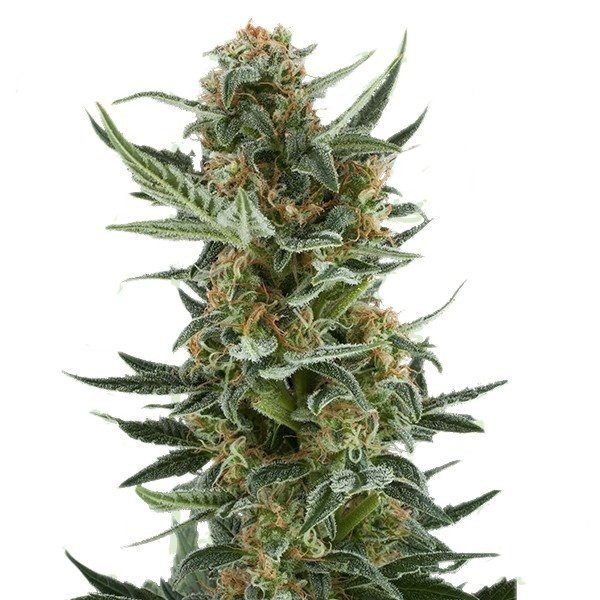 White Dwarf Auto | TanieSianie.pl