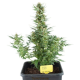 White Dwarf Auto | TanieSianie.pl
