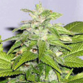 Early Bird Skunk - SAGARMATHA