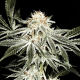 Gardeners Choice - SAGARMATHA