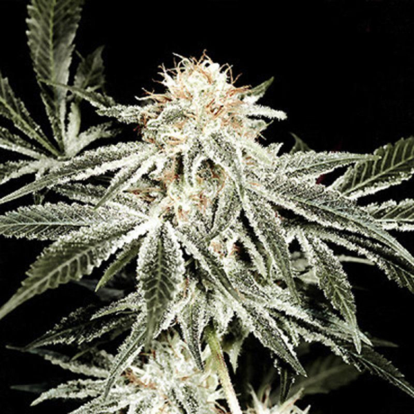 Gardeners Choice - SAGARMATHA