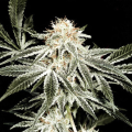 Gardeners Choice - SAGARMATHA