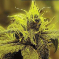 Honolulu Haze - SAGARMATHA