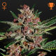 Bubba Kush - GREEN HOUSE SEEDS | TanieSianie.pl