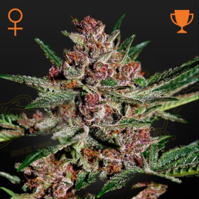 Bubba Kush - GREEN HOUSE SEEDS | TanieSianie.pl