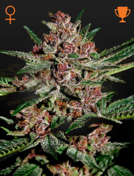 Bubba Kush - GREEN HOUSE SEEDS | TanieSianie.pl