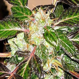 Indica XXL - SAGARMATHA | TanieSianie.pl