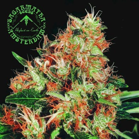 Mangolian Indica - SAGARMATHA | TanieSianie.pl