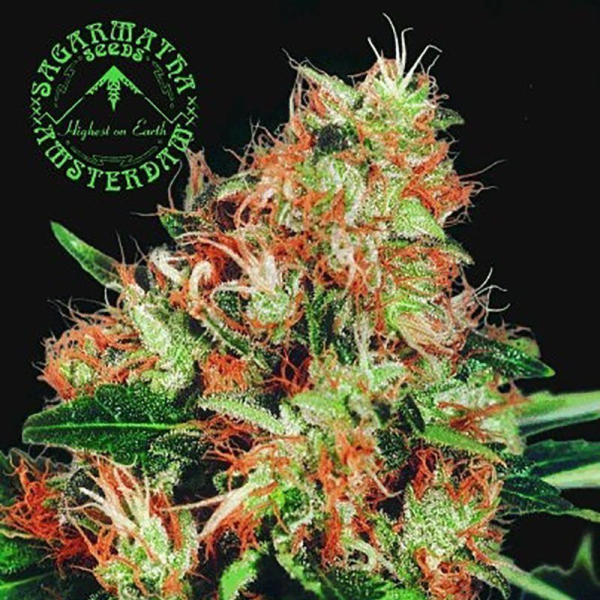 Mangolian Indica - SAGARMATHA | TanieSianie.pl