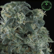 Matanuska Mint - SAGARMATHA | TanieSianie.pl