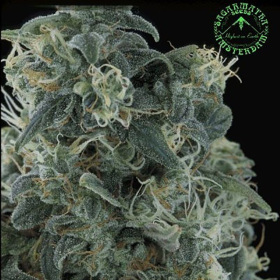 Matanuska Mint - SAGARMATHA | TanieSianie.pl