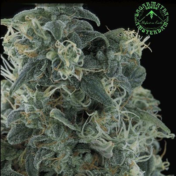 Matanuska Mint - SAGARMATHA | TanieSianie.pl