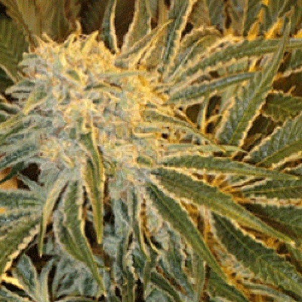OGNL Feminized - SAGARMATHA | TanieSianie.pl