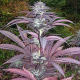 Purple Pinecone - SAGARMATHA | TanieSianie.pl