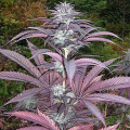 Purple Pinecone - SAGARMATHA