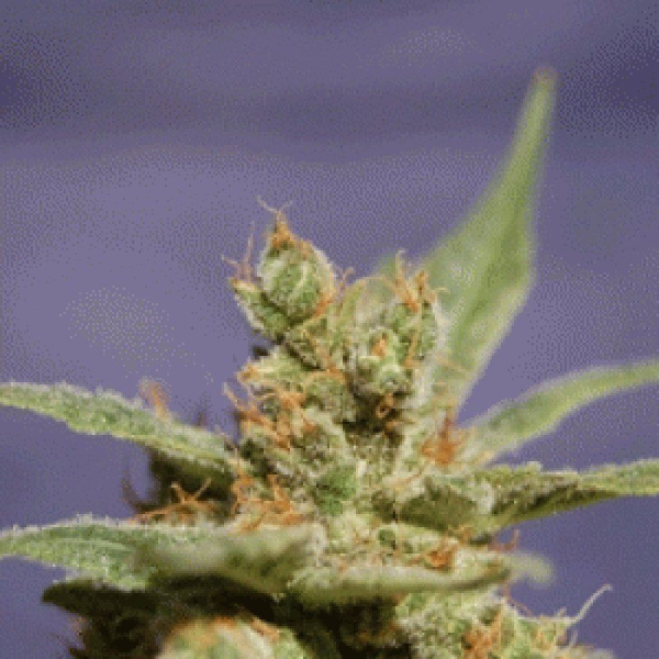 Rhode Island Skunk - SAGARMATHA | TanieSianie.pl