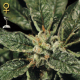 Bubba Kush - GREEN HOUSE SEEDS | TanieSianie.pl
