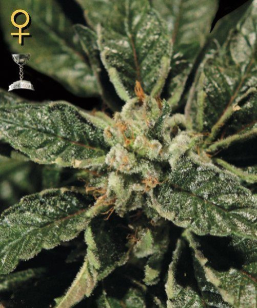 Bubba Kush - GREEN HOUSE SEEDS | TanieSianie.pl