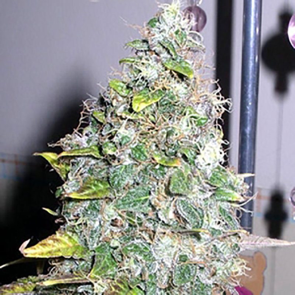 Smurfberry - SAGARMATHA | TanieSianie.pl