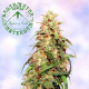 Special K - SAGARMATHA | TanieSianie.pl