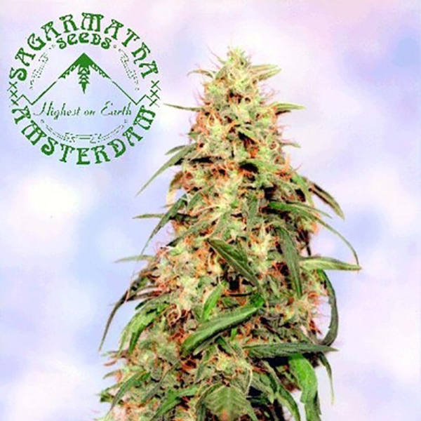 Special K - SAGARMATHA | TanieSianie.pl