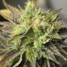 Strawberry D-Lite - SAGARMATHA | TanieSianie.pl