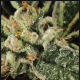 Bubba Kush - GREEN HOUSE SEEDS | TanieSianie.pl