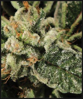 Bubba Kush - GREEN HOUSE SEEDS | TanieSianie.pl