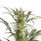 Amnesia XXL Auto - DINAFEM | TanieSianie.pl