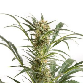 Amnesia XXL Auto - DINAFEM | TanieSianie.pl