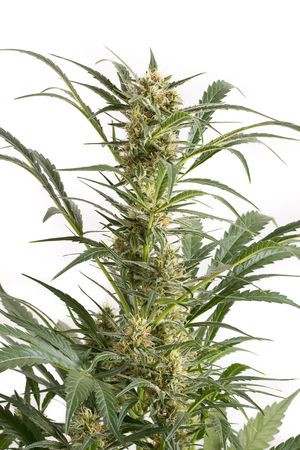 Amnesia XXL Auto - DINAFEM | TanieSianie.pl