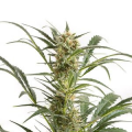 Amnesia XXL Auto - DINAFEM