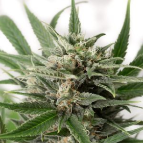 Blue Amnesia XXL Auto - DINAFEM | TanieSianie.pl