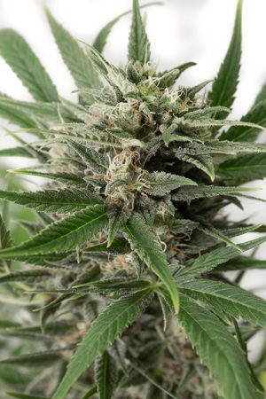 Blue Amnesia XXL Auto - DINAFEM | TanieSianie.pl
