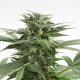 Haze XXL Auto - DINAFEM | TanieSianie.pl