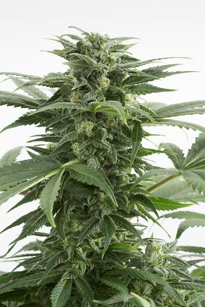 Haze XXL Auto - DINAFEM | TanieSianie.pl