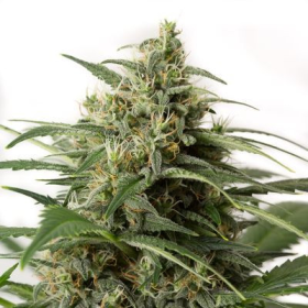 Moby Dick XXL Auto - DINAFEM | TanieSianie.pl