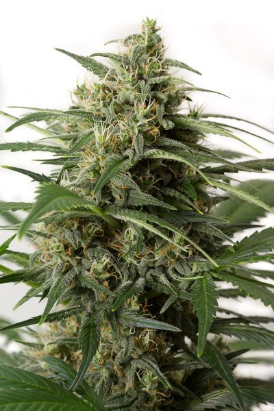 Moby Dick XXL Auto - DINAFEM | TanieSianie.pl