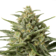 White Widow XXL Auto - Dinafem Seeds | TanieSianie.pl