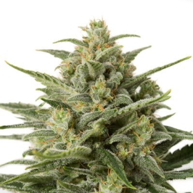 White Widow XXL Auto - Dinafem Seeds | TanieSianie.pl