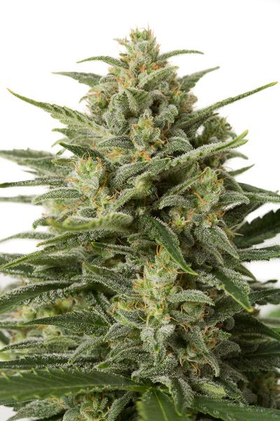 White Widow XXL Auto - Dinafem Seeds | TanieSianie.pl